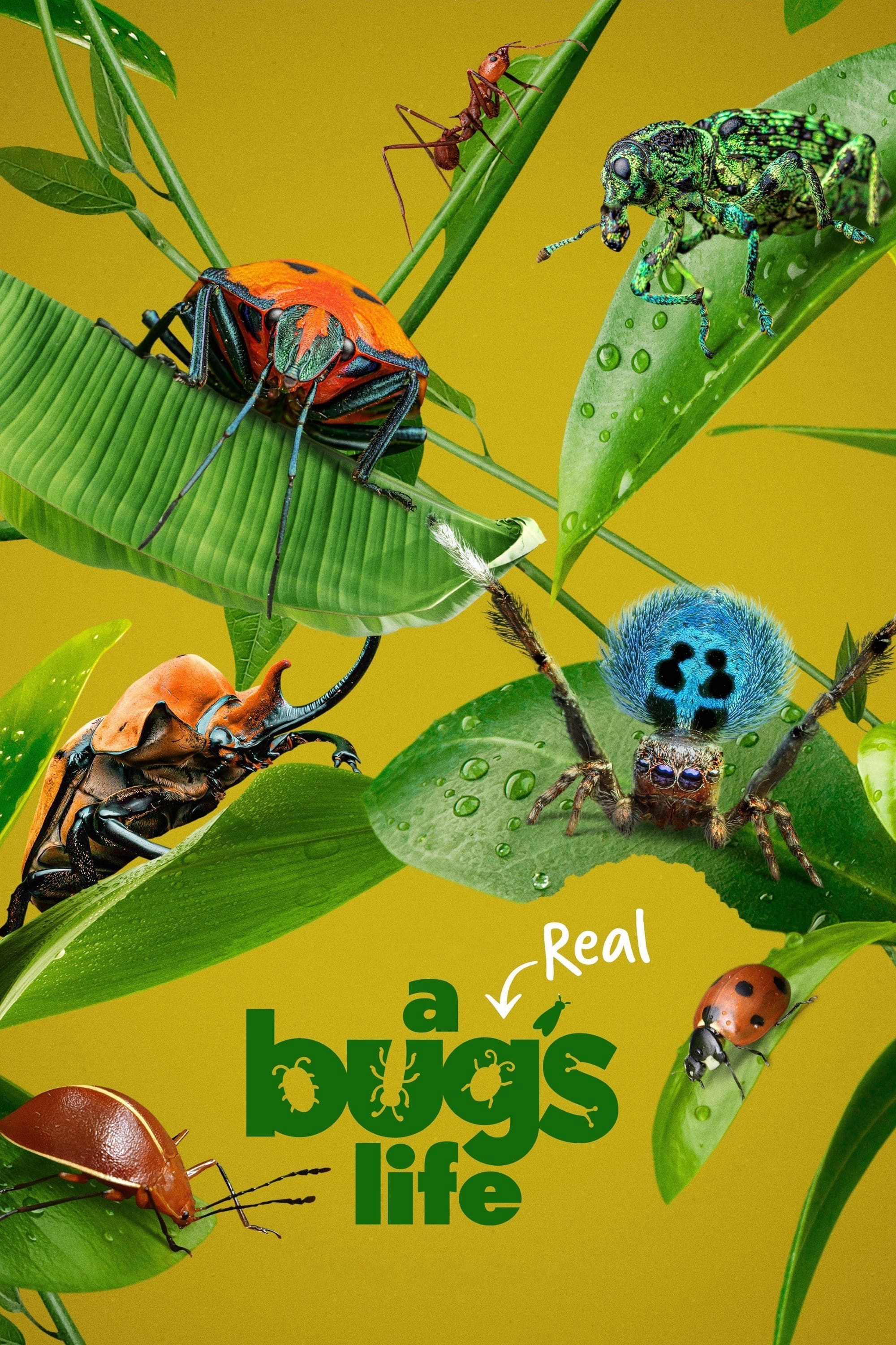 Xem phim A Real Bug's Life (A Real Bug's Life) 2024