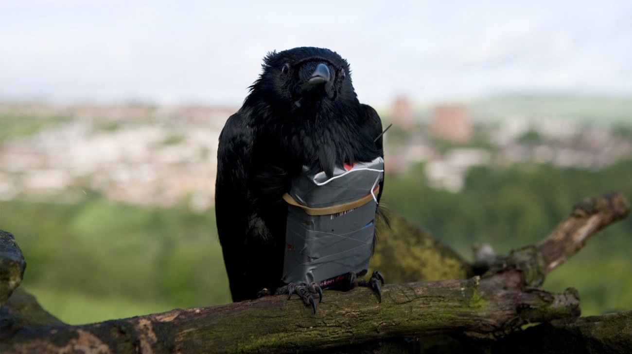 Xem phim Bốn Kẻ Dũng Mãnh (Four Lions) 2010