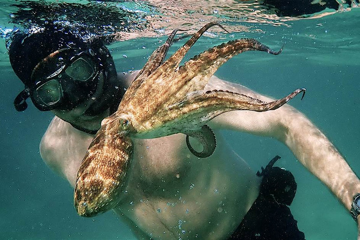 Xem phim Cô Giáo Bạch Tuộc (My Octopus Teacher) 2020