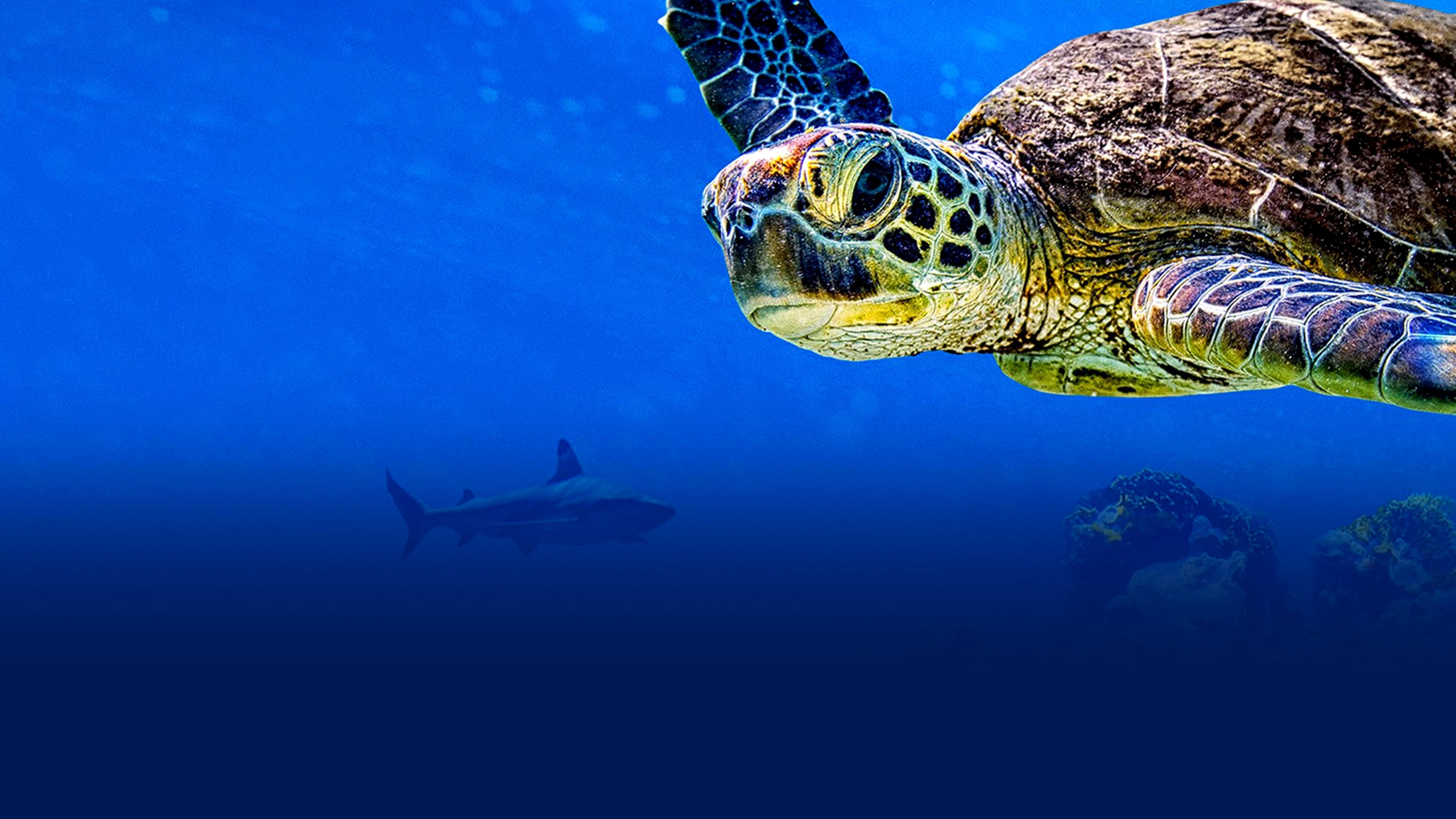 Xem phim Cuộc Phiêu Lưu Của Rùa (Turtle Odyssey) 2018