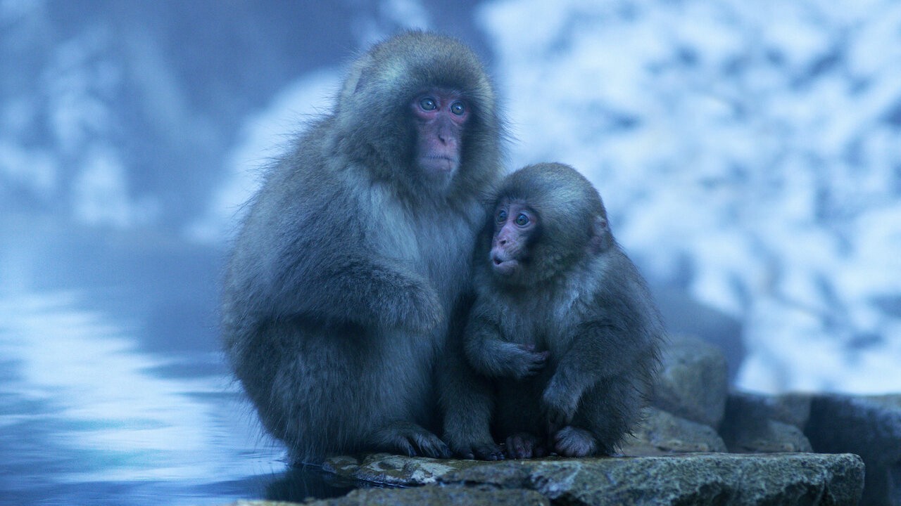 Xem phim Nghệ Thuật Của Tự Nhiên (Phần 2) (Moving Art (Season 2)) 2017